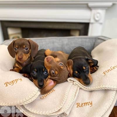 Beautiful Dachshund Puppies Available in STore & Delivery