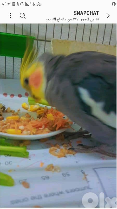 بيروت شياح 2