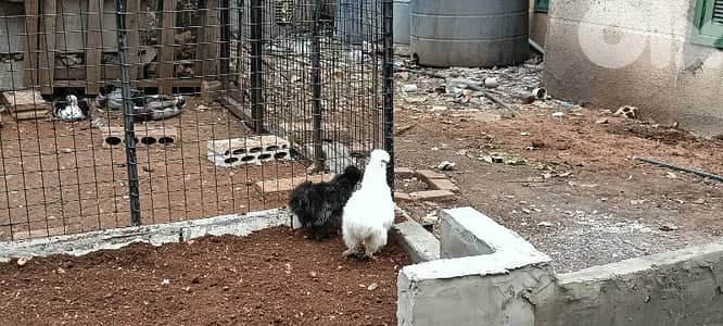 أحلى الأسعار