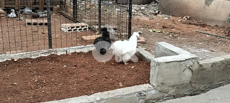 أحلى الأسعار 1