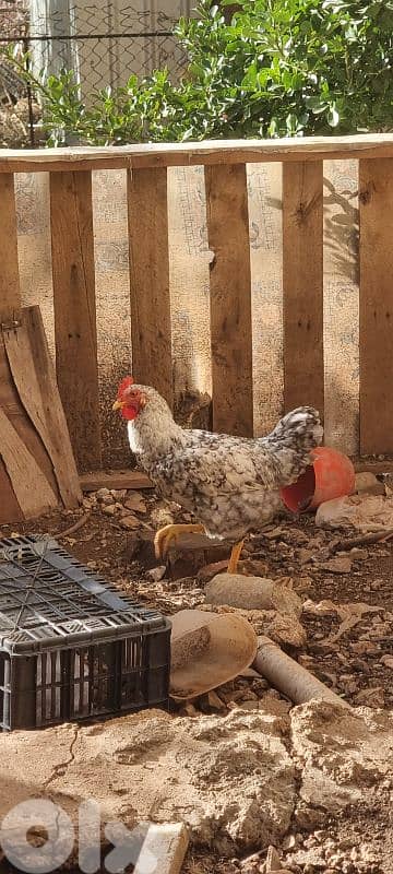 ديوك للبيع لي بهمو امر