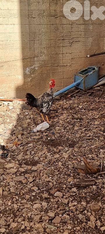 ديوك للبيع لي بهمو امر 1