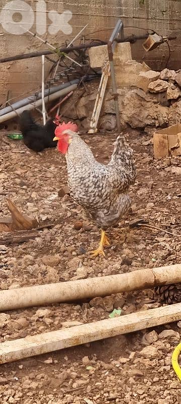 ديوك للبيع لي بهمو امر 2