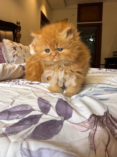 pure persian 4 kittens