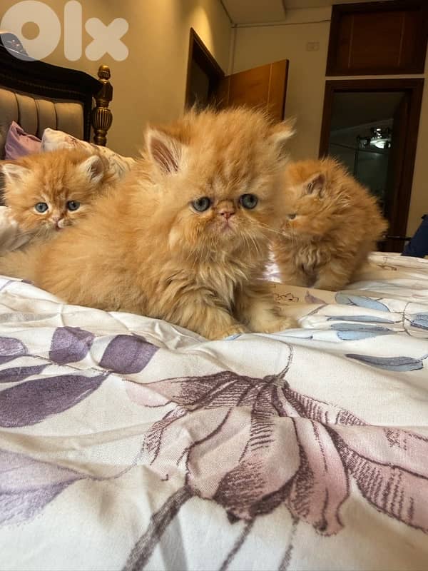 pure persian 4 kittens 1