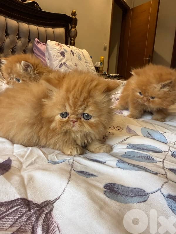 pure persian 4 kittens 2