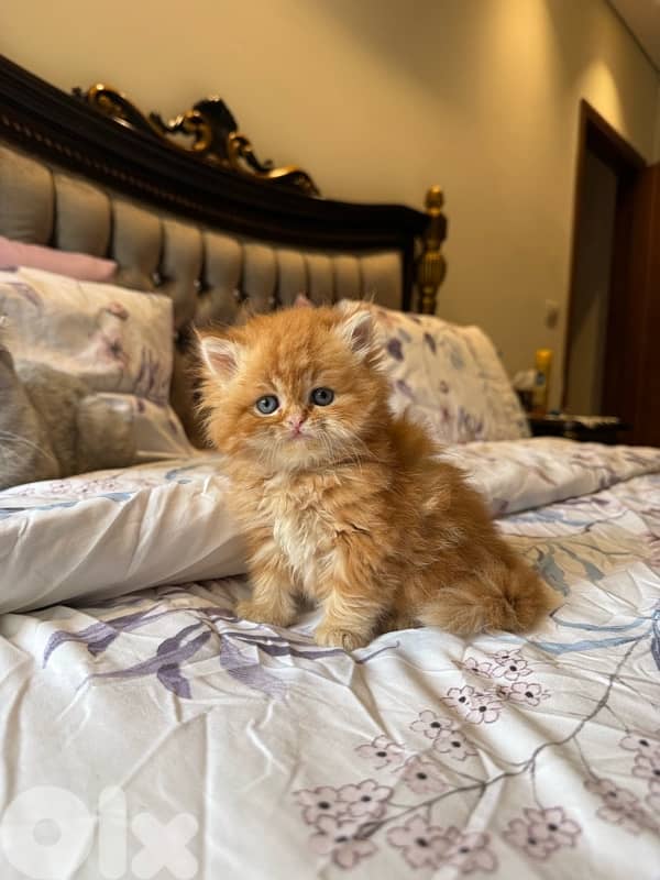 pure persian 4 kittens 3