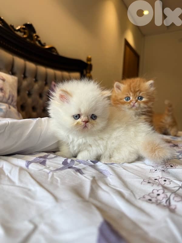 pure persian 4 kittens 4