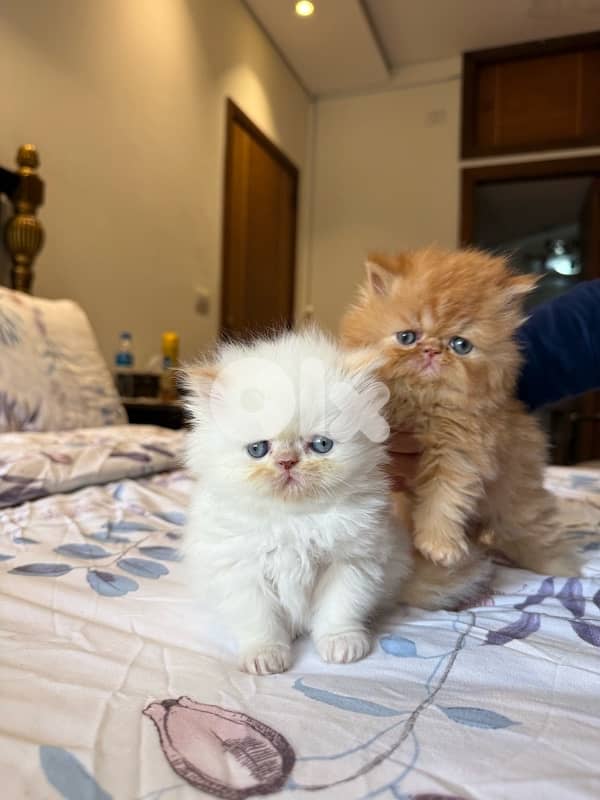 pure persian 4 kittens 5