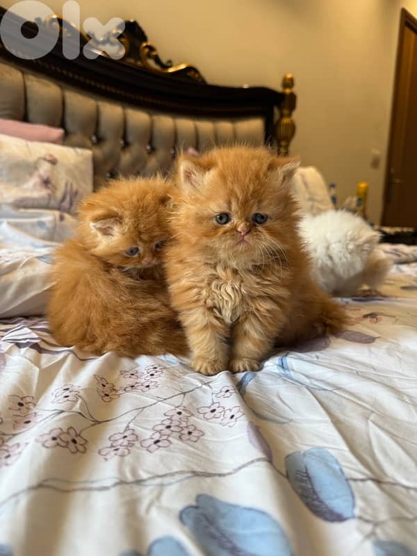 pure persian 4 kittens 6