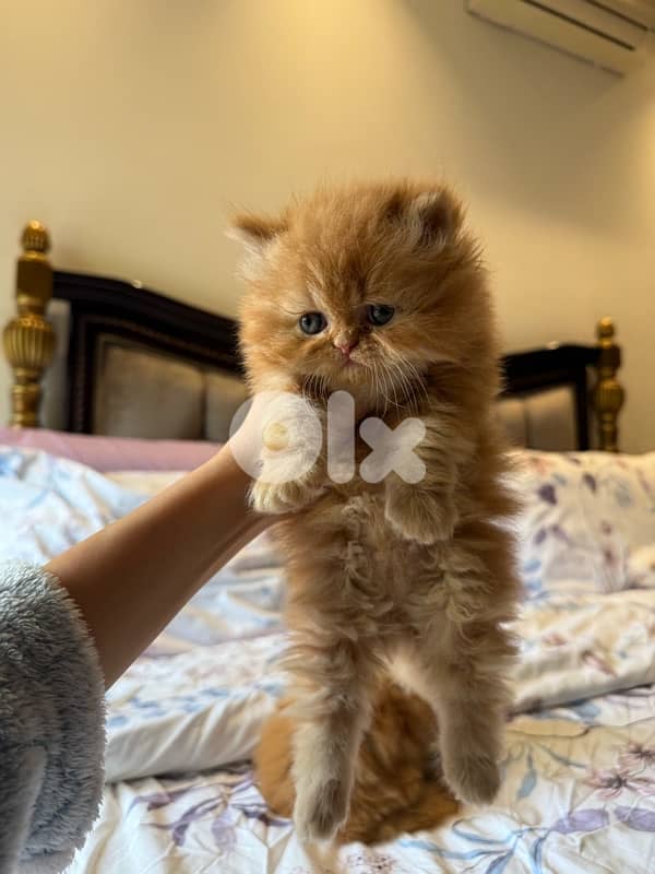 pure persian 4 kittens 7