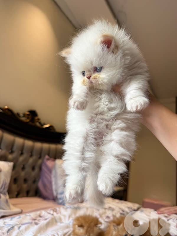 pure persian 4 kittens 8