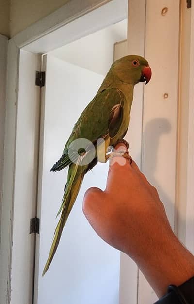 Indian Ringneck parrot ببغاء دره هندي