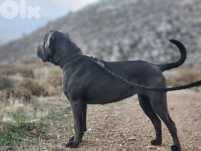 canecorso dog