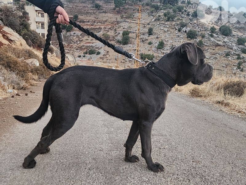 canecorso dog 1