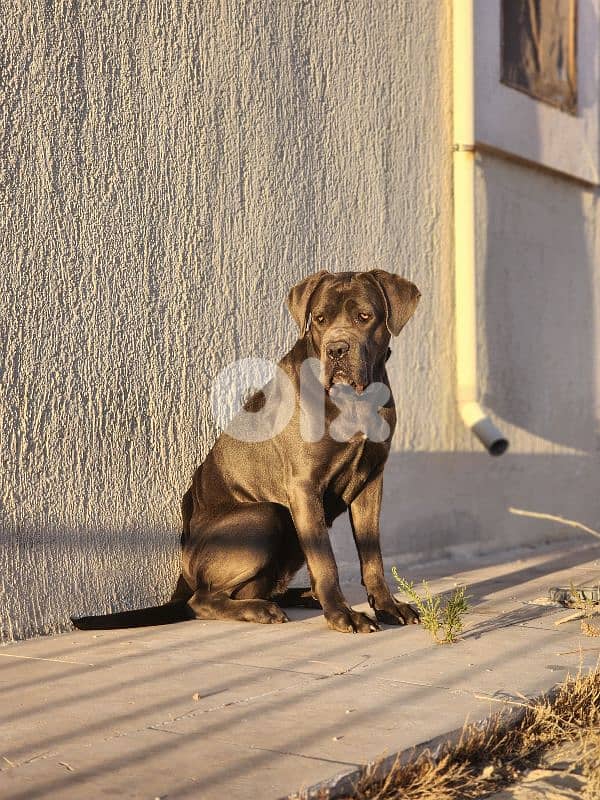 canecorso dog 2