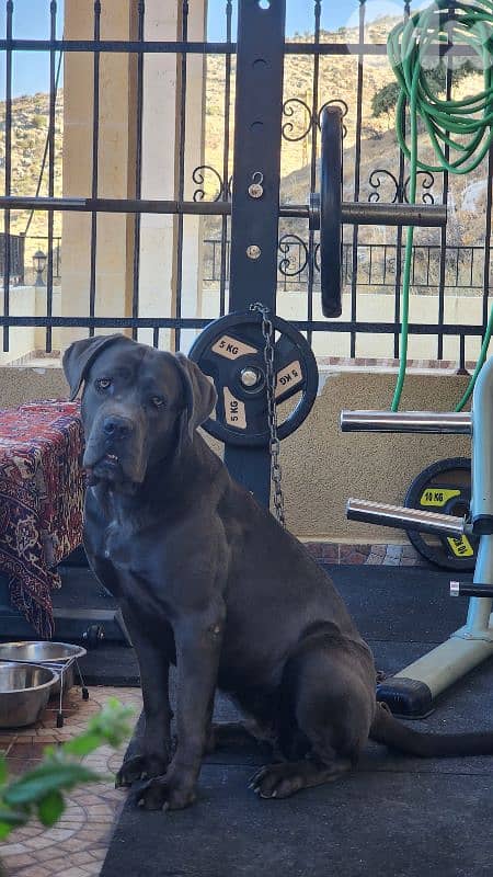 canecorso dog 3