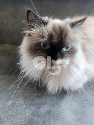 Himalayan cat