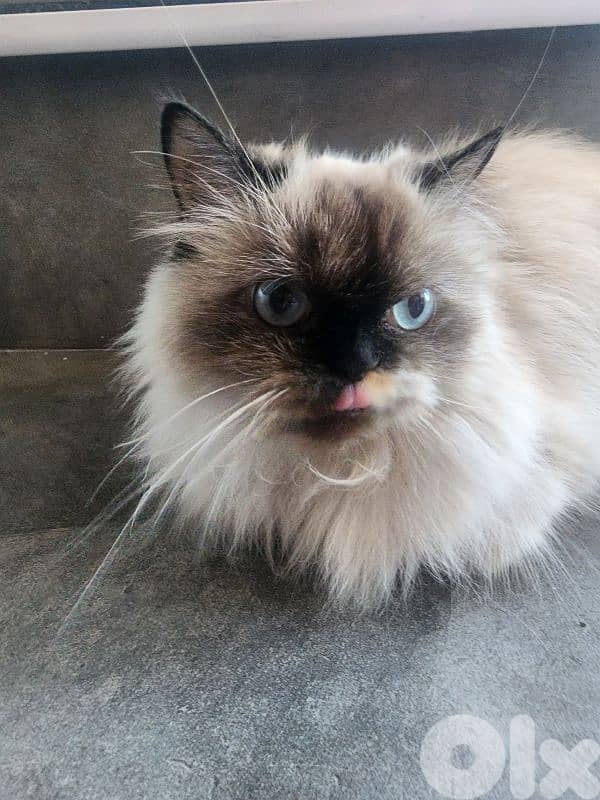 Himalayan cat 1