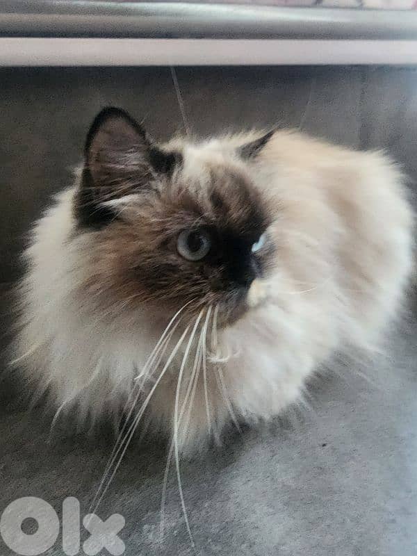 Himalayan cat 2