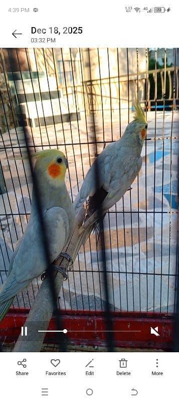 صيدا درب السيم