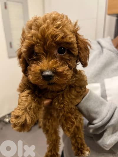 toy poodle