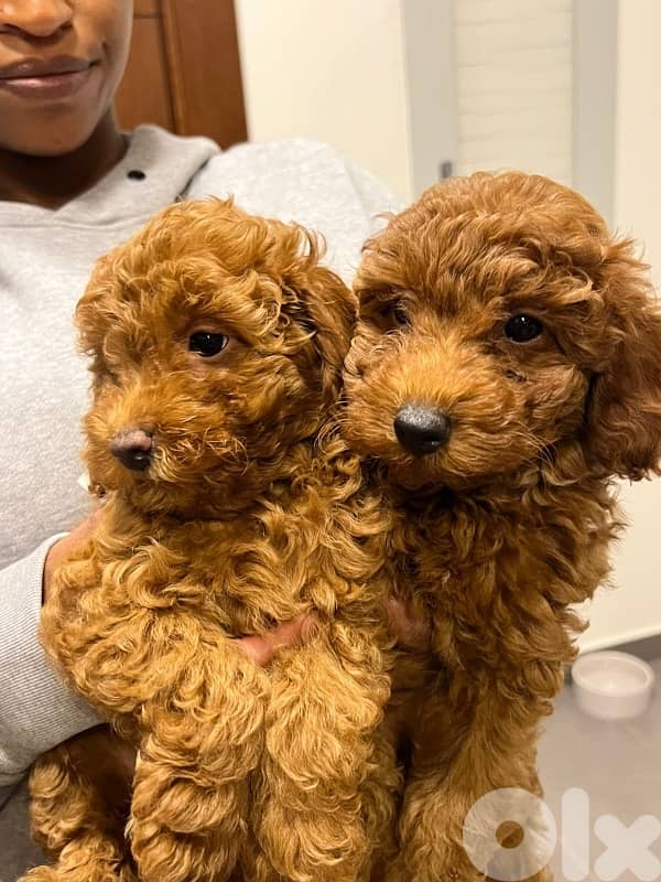 toy poodle 1