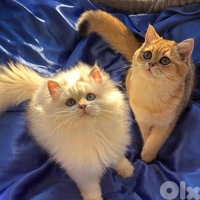 golden british point