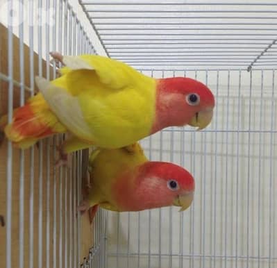 أجمل الكراوانات وايت فيس  جوز ترباية بيات