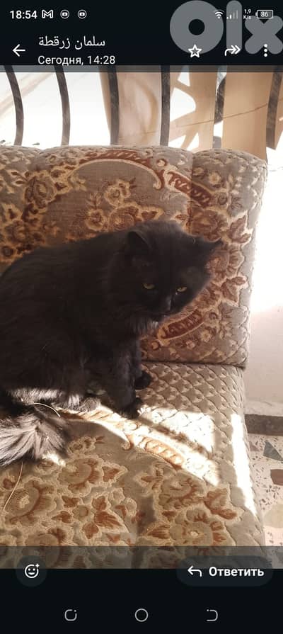 الماري قضاء حاصبيا محافظة النبطية