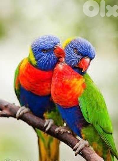 نوع الطيور (لوري)