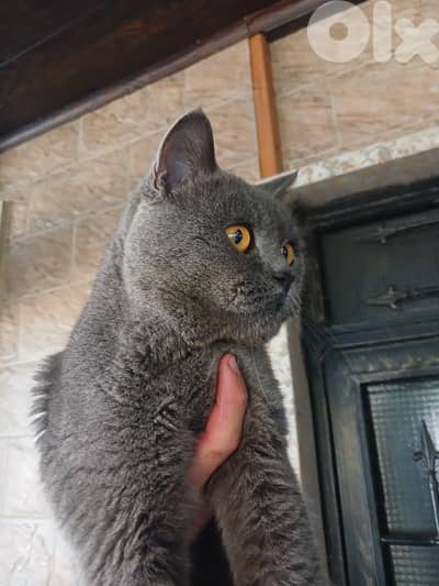 بريتش بيور للبيع