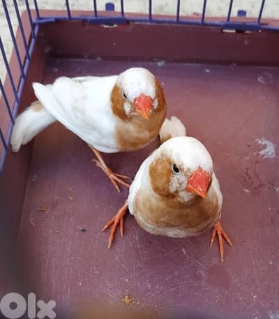 تشكيلة طيور للبيع