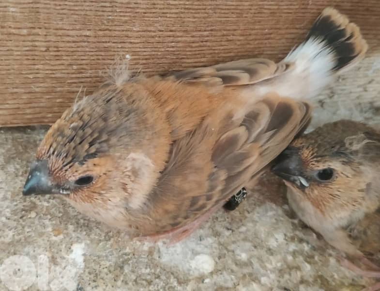 تشكيلة طيور للبيع 1