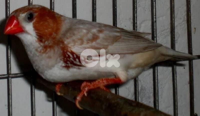 تشكيلة طيور للبيع 2