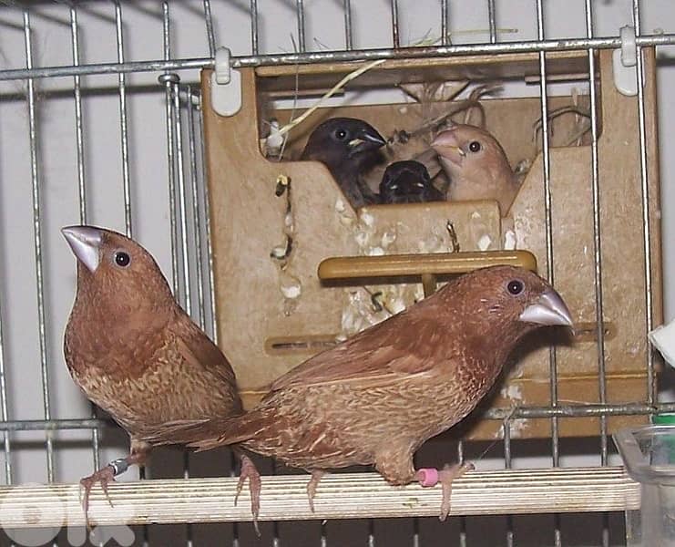 تشكيلة طيور للبيع 3