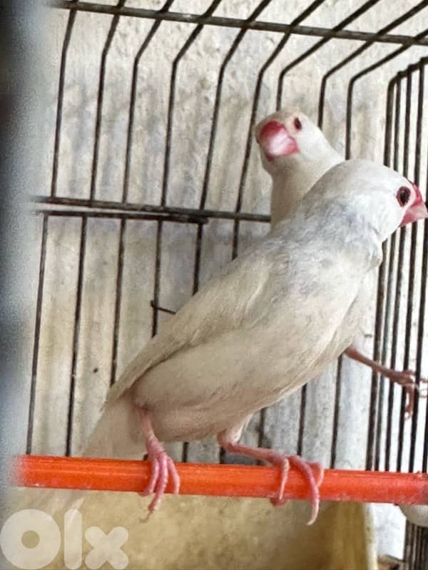 تشكيلة طيور للبيع 4