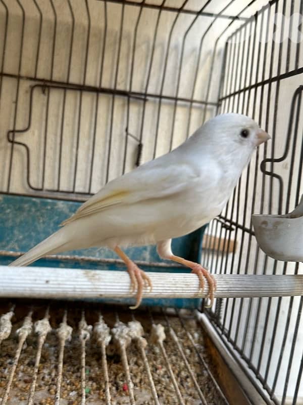 تشكيلة طيور للبيع 5