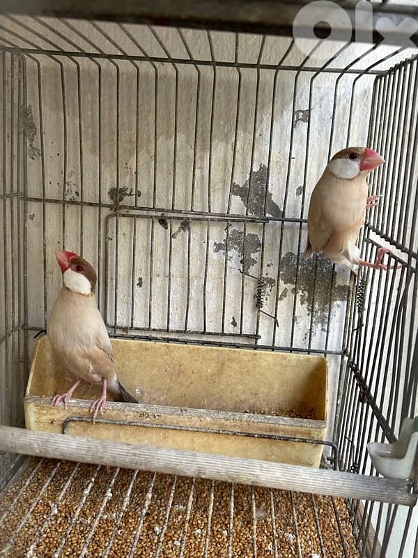 تشكيلة طيور للبيع 6