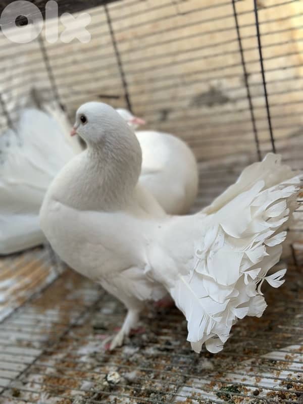 تشكيلة طيور للبيع 7