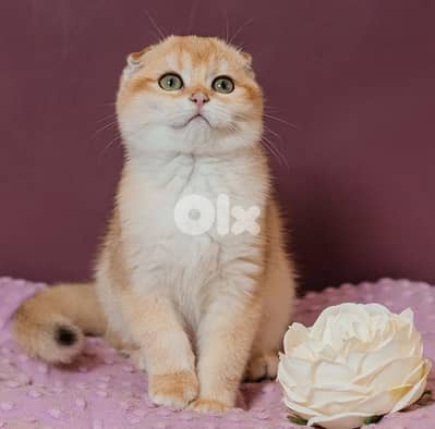 Scottish Fold Golden Chinchilla kitten in store / cat قطط