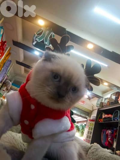 قطط سكوتش وبريتيس