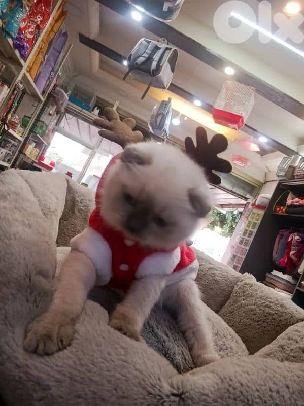 قطط سكوتش وبريتيس 1