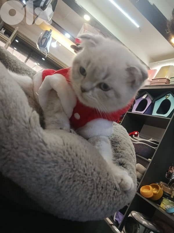 قطط سكوتش وبريتيس 2