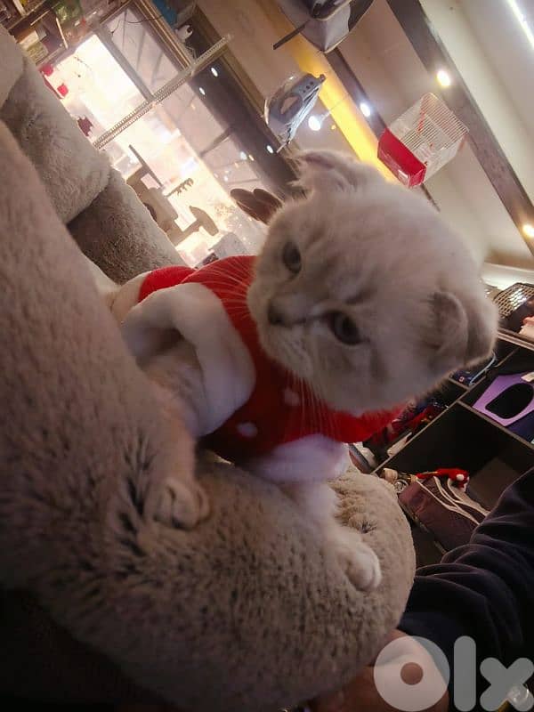 قطط سكوتش وبريتيس 3