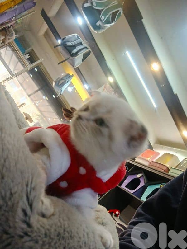 قطط سكوتش وبريتيس 4