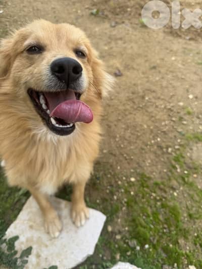 A dog searching for its forever home