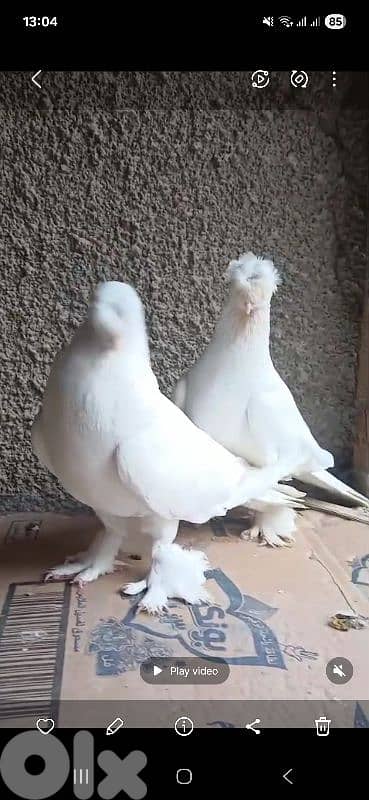 مصليات مكفولين