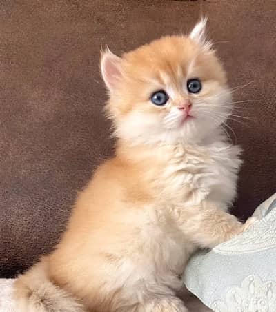 british lilac 70485808