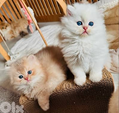 british lilac 70485808